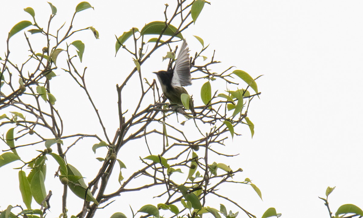 Pygmy Flowerpecker - ML618405257