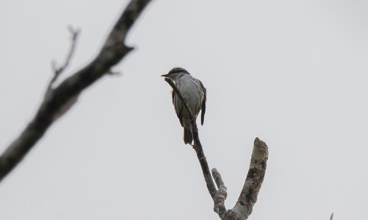 Rhabdornis à tête striée - ML618405277