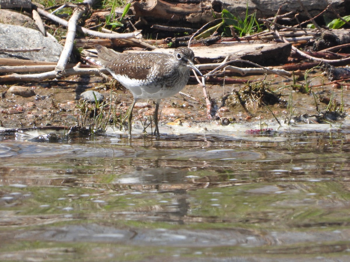 Solitary Sandpiper - ML618405298