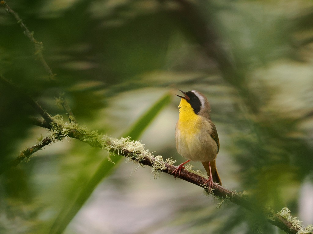 Common Yellowthroat - Britta Anson