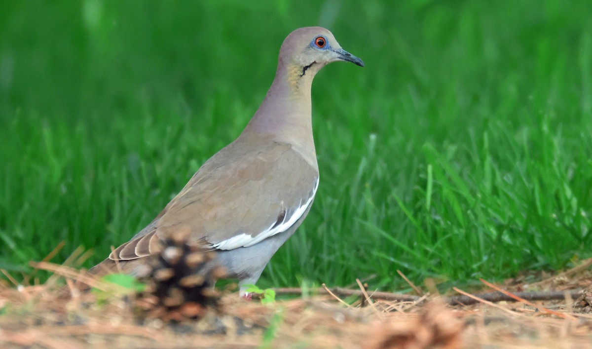 White-winged Dove - ML618405371