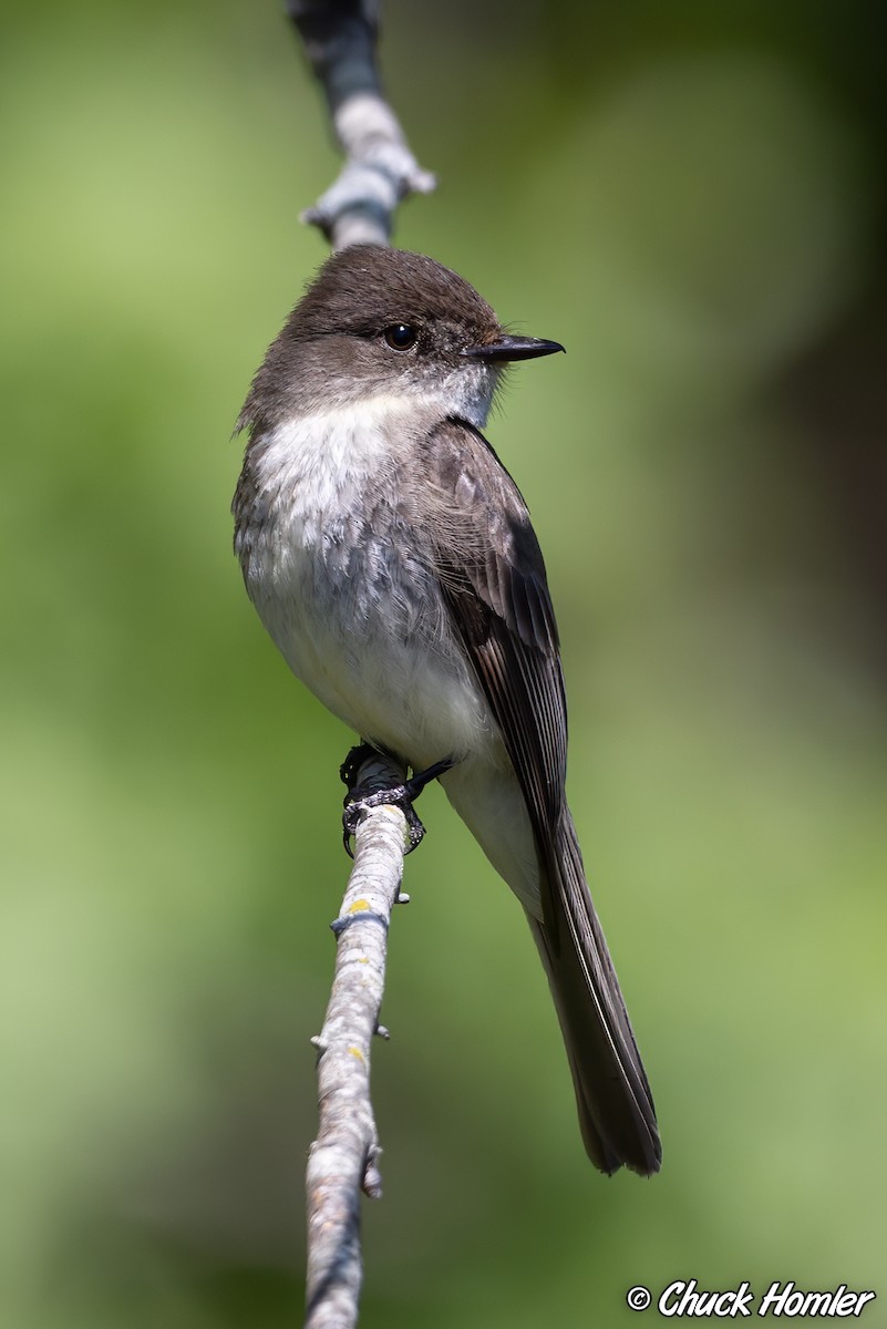 Eastern Phoebe - ML618405384