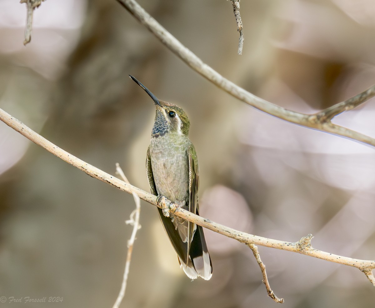 Blue-throated Mountain-gem - Fred Forssell