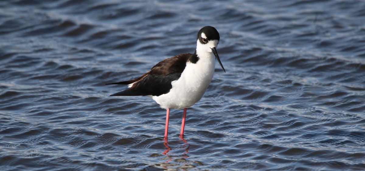 Black-necked Stilt - Don Cassidy