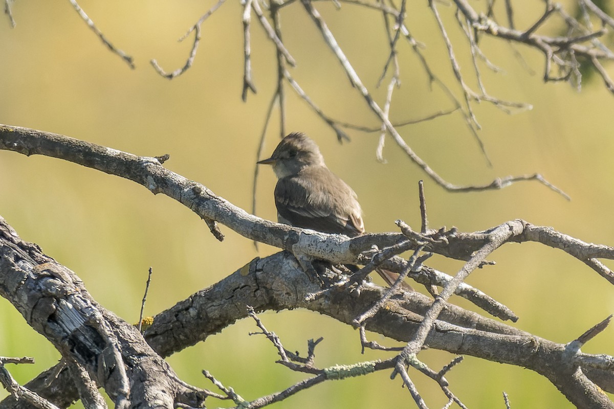 Western Wood-Pewee - Ruslan Balagansky