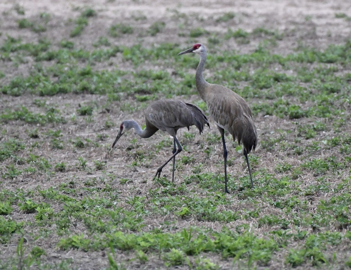 Sandhill Crane - Marie Lehmann