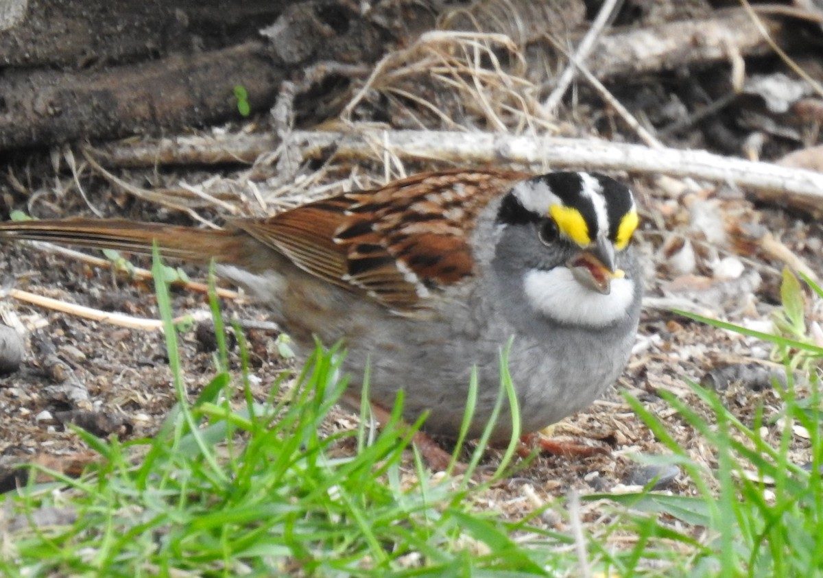 White-throated Sparrow - ML618405437