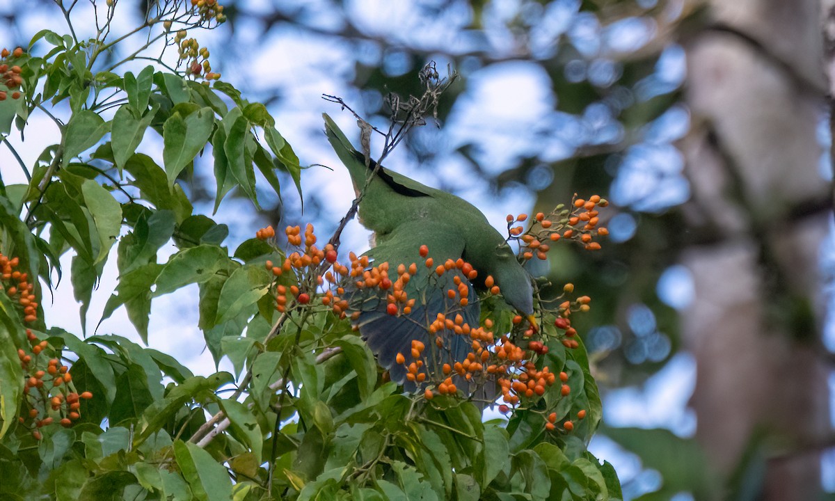 Black-chinned Fruit-Dove - Koren Mitchell