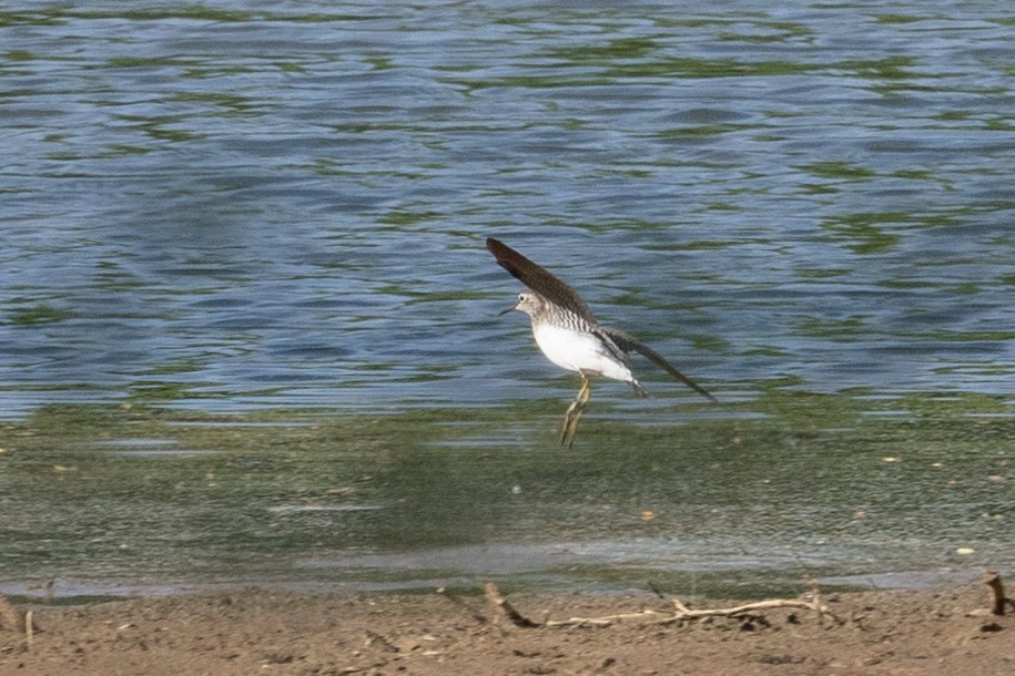 Solitary Sandpiper - ML618405457