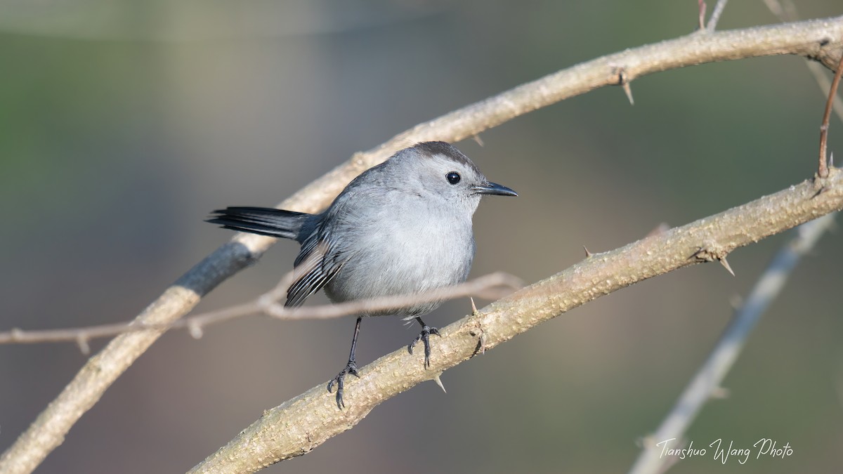 Gray Catbird - Tianshuo Wang