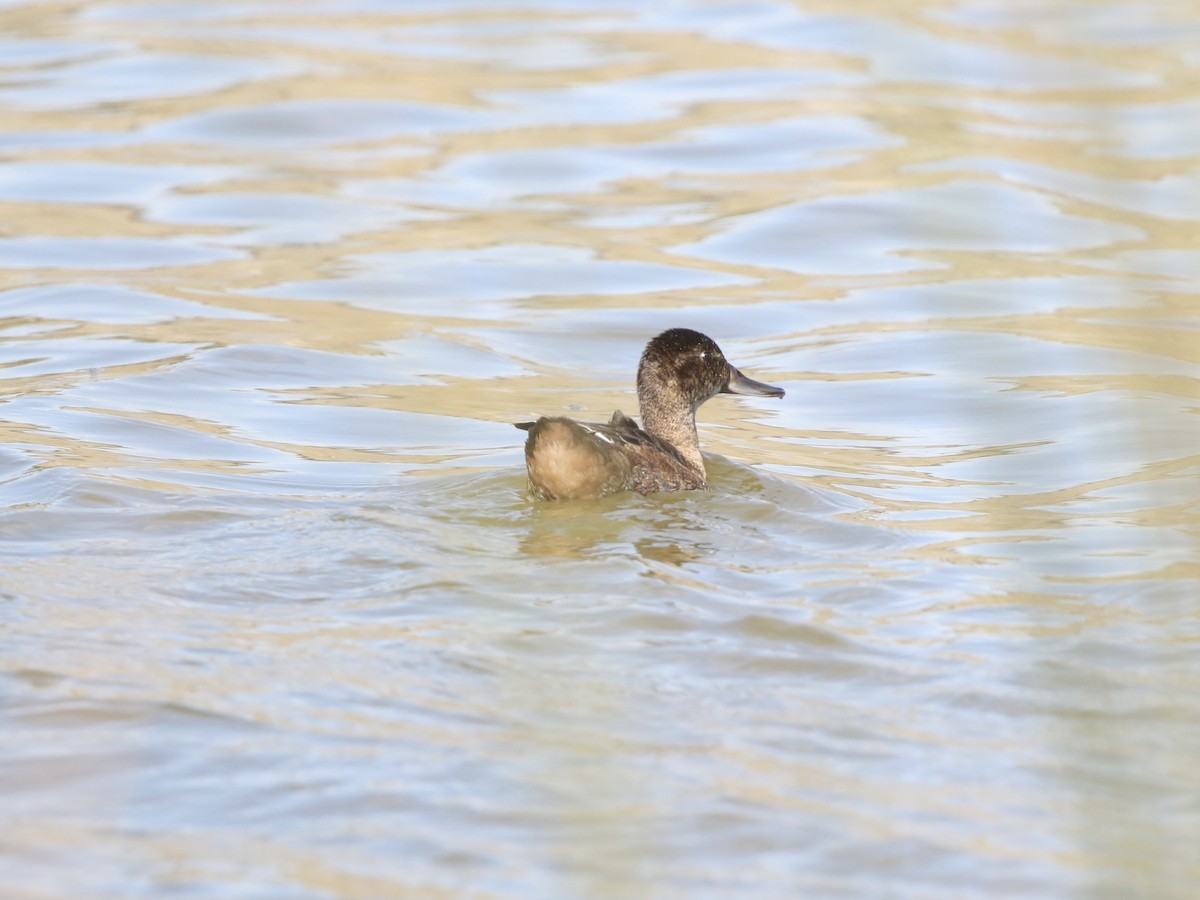 Black-headed Duck - Aaron David