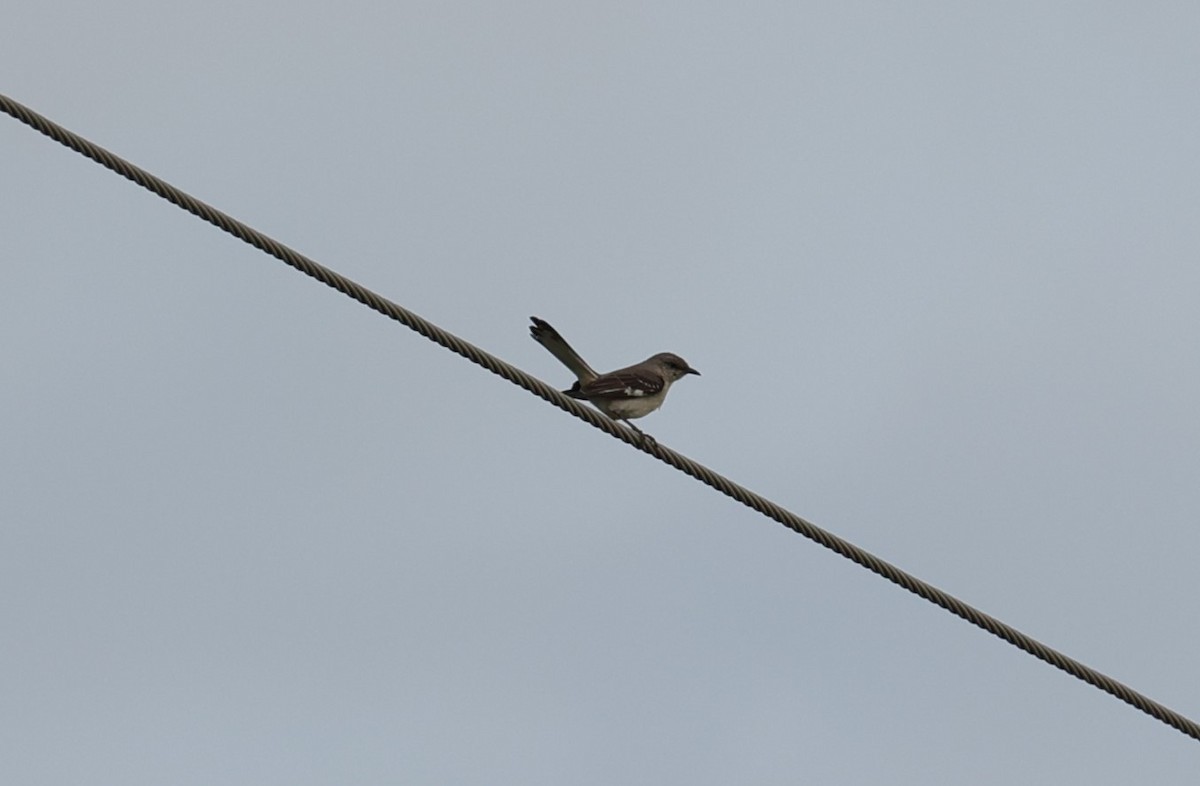 Northern Mockingbird - Margareta Wieser