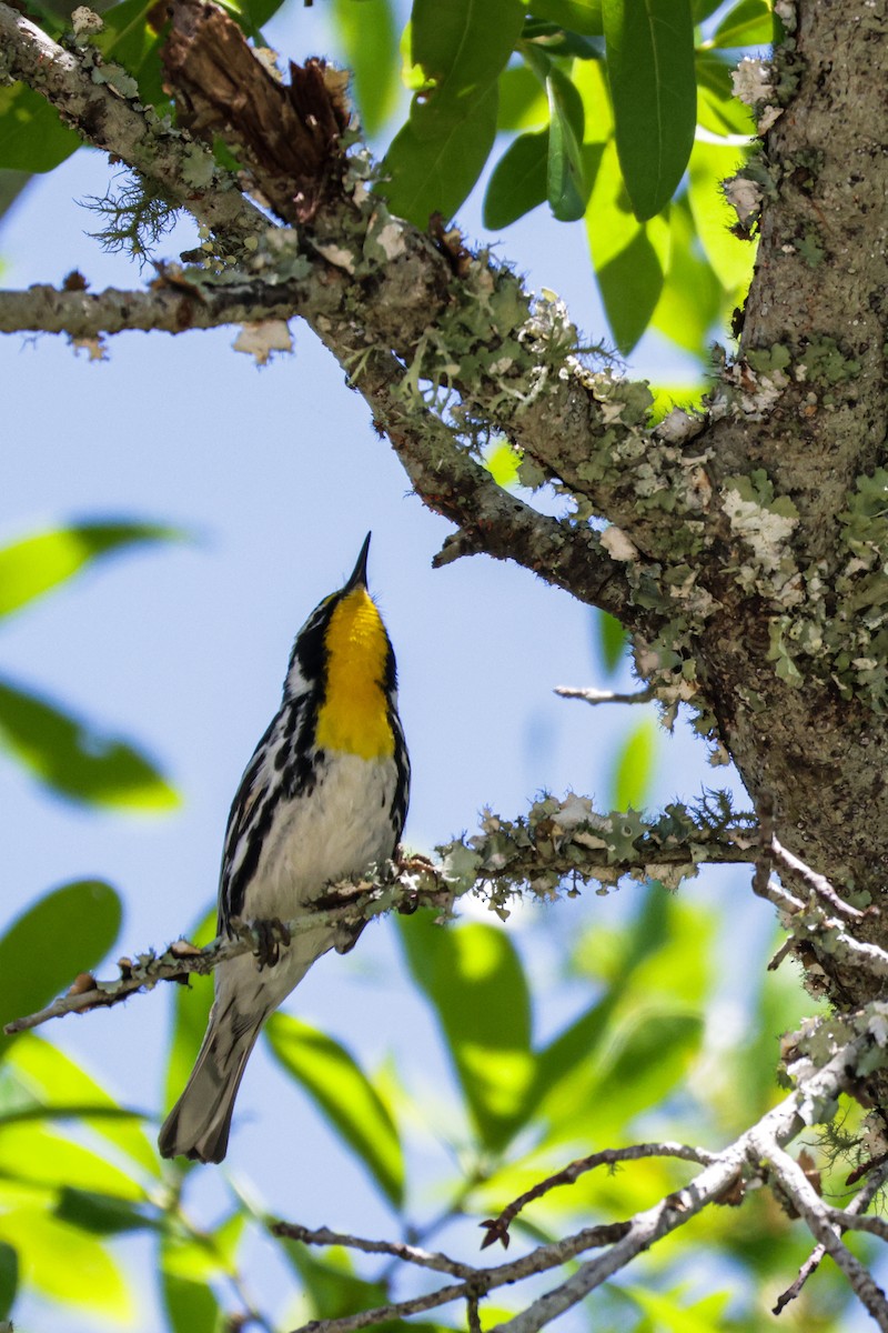 Yellow-throated Warbler - ML618405563