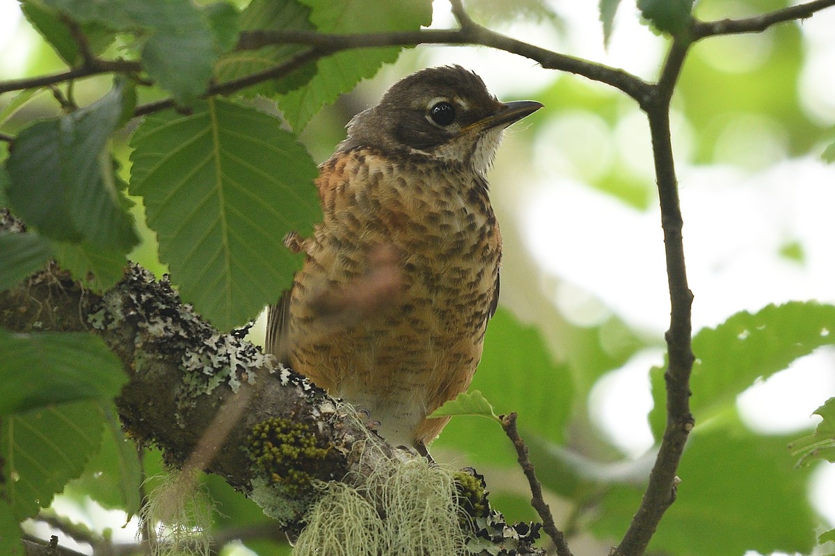 American Robin - ML618405564