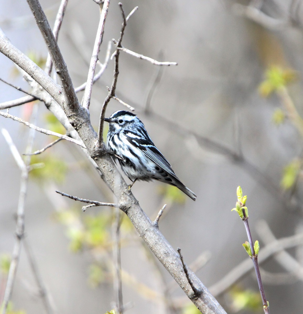 Black-and-white Warbler - ML618405569