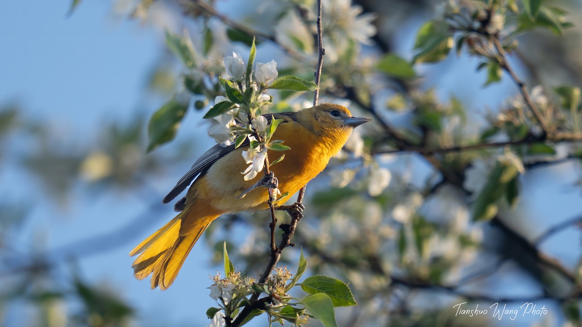 Baltimore Oriole - Tianshuo Wang