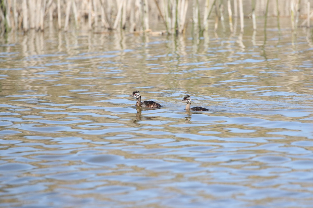 White-tufted Grebe - ML618405586