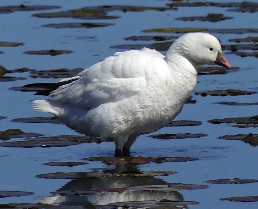 Ross's Goose - ML618405588