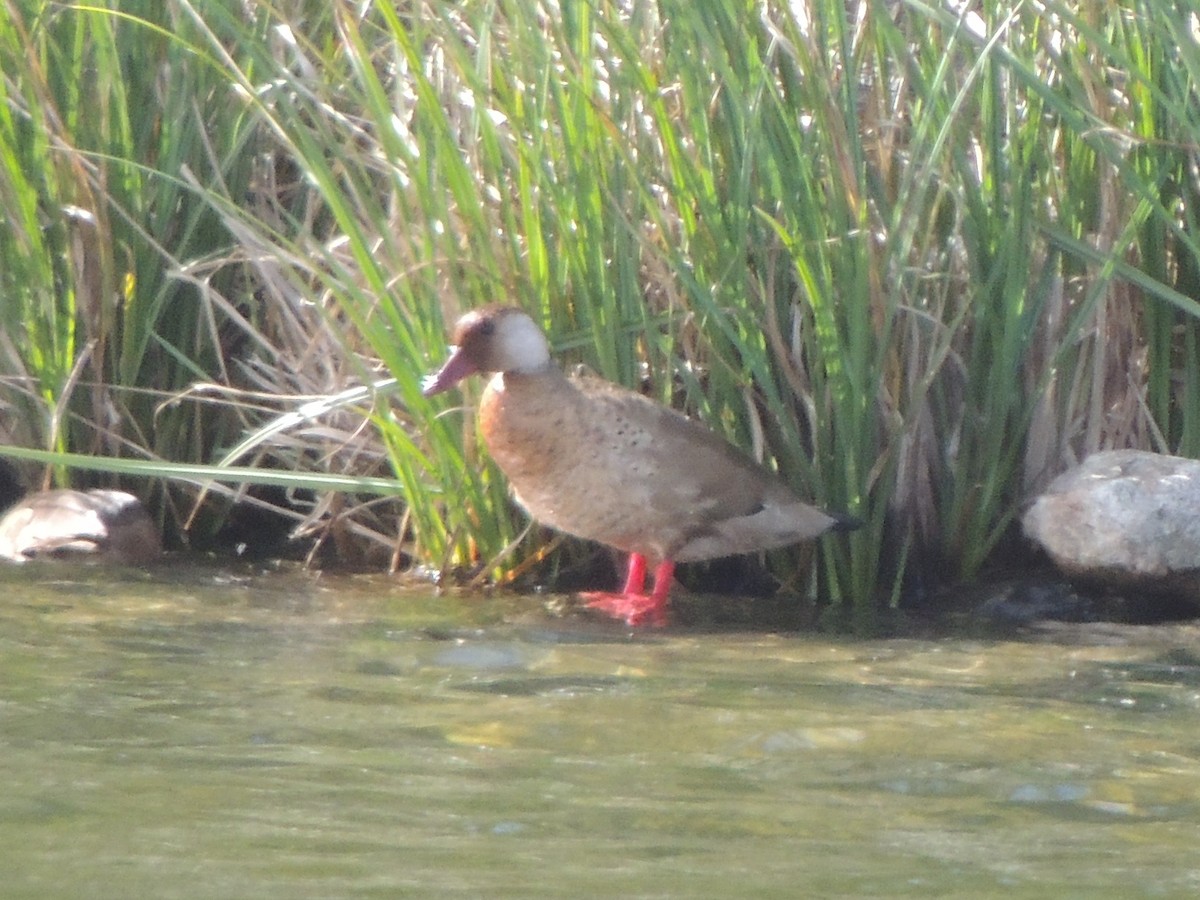 Brazilian Teal - ML618405643