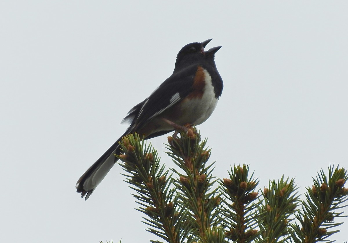 Eastern Towhee - Nui Moreland