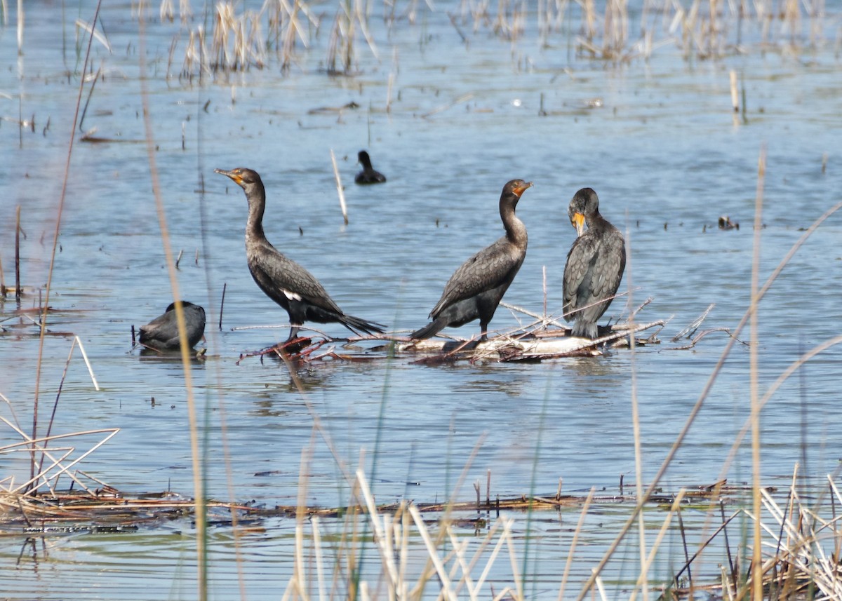 Double-crested Cormorant - Brenda Wright