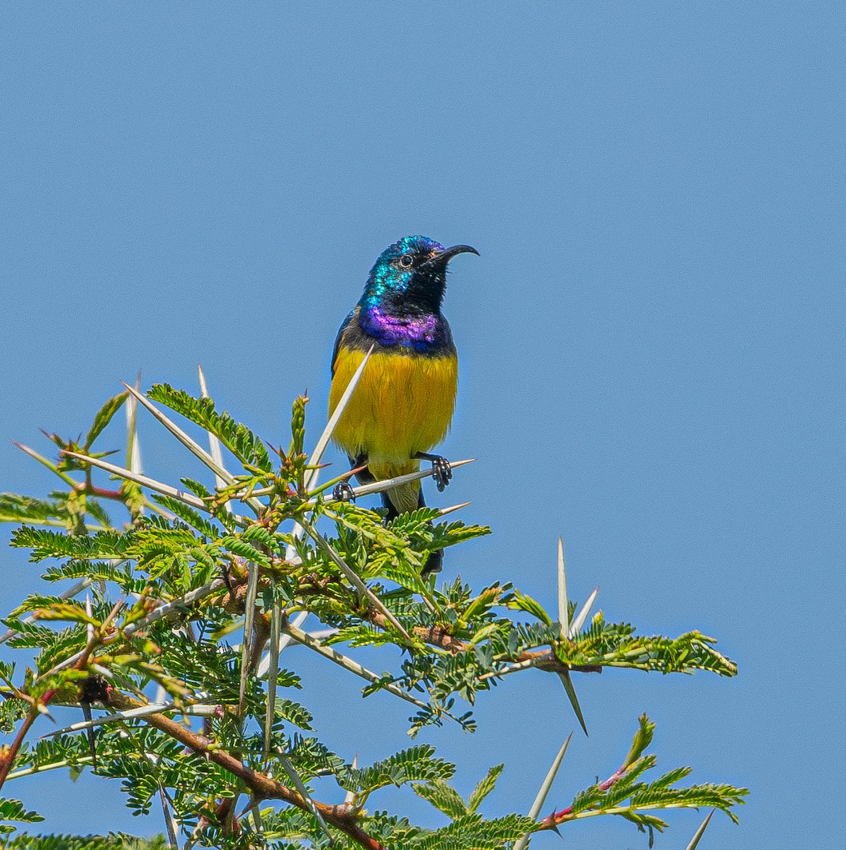 Variable Sunbird - ML618405696