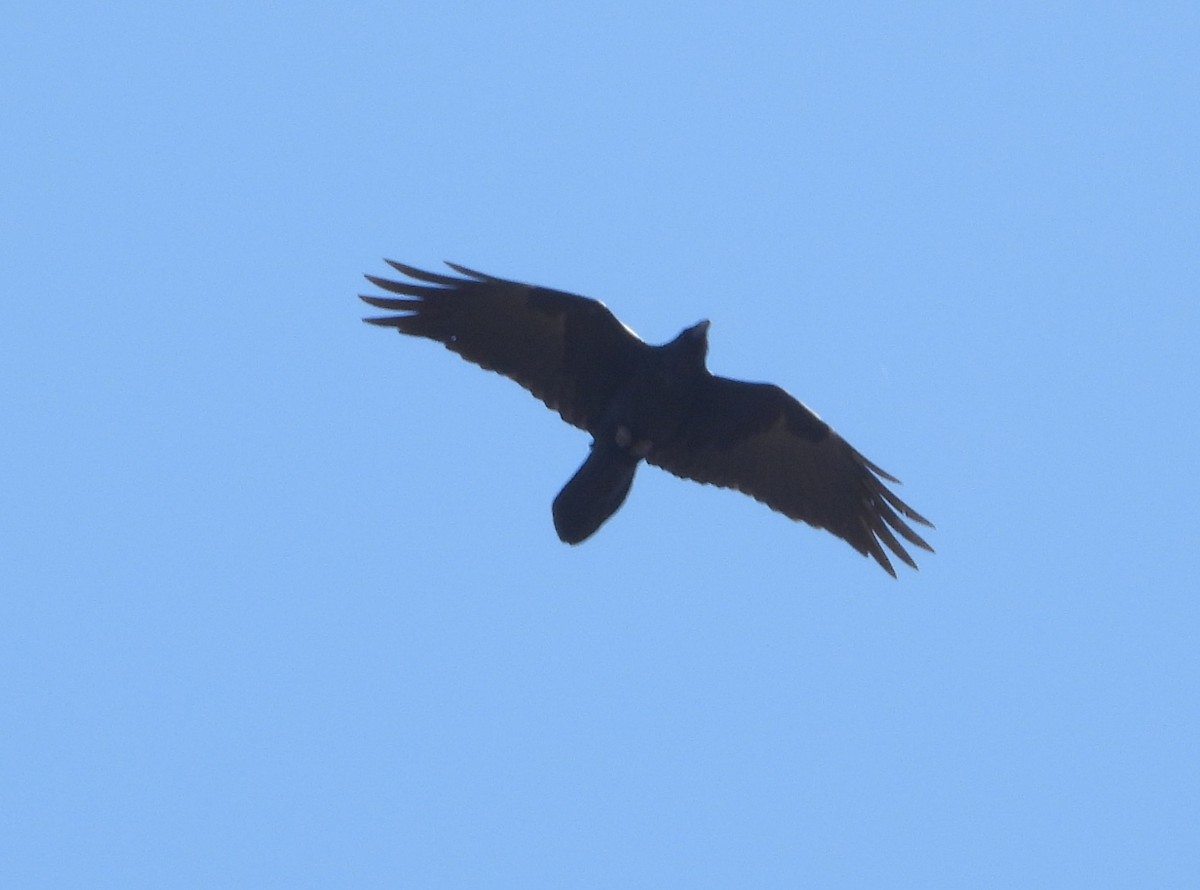Common Raven - Rodney Macready