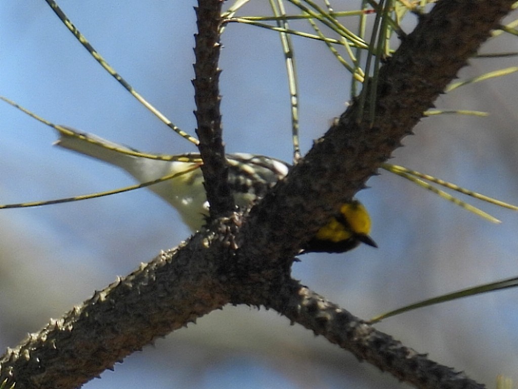 Grünmantel-Waldsänger - ML618405707