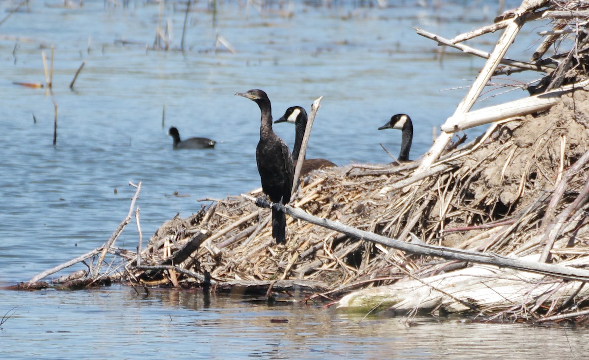 Neotropic Cormorant - Brenda Wright