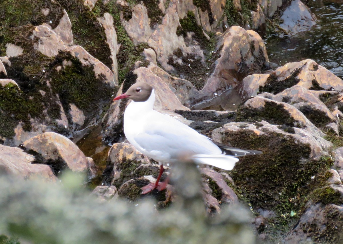 Black-headed Gull - ML618405769