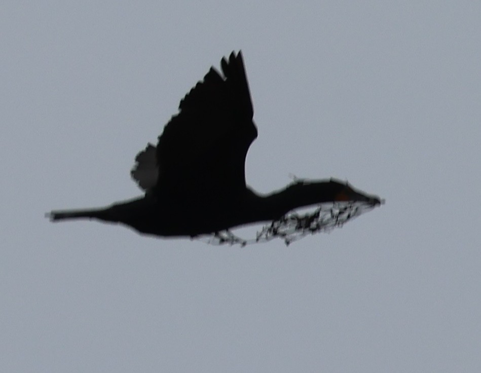 Double-crested Cormorant - ML618405779