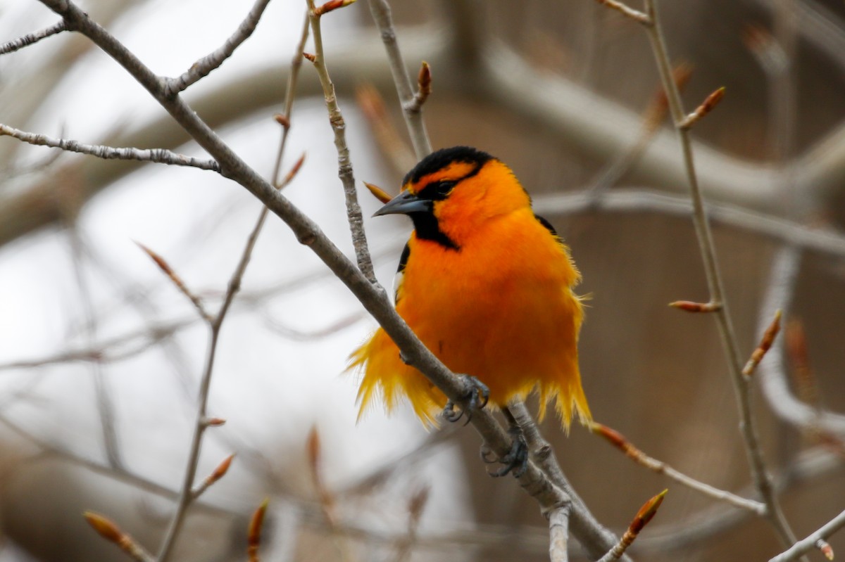 Bullock's Oriole - ML618405781