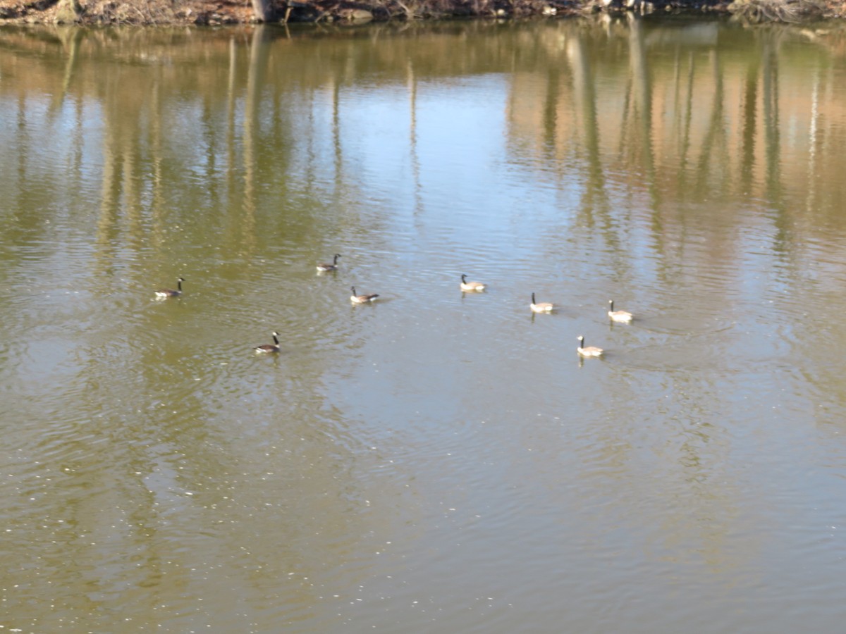 Canada Goose - ML618405787