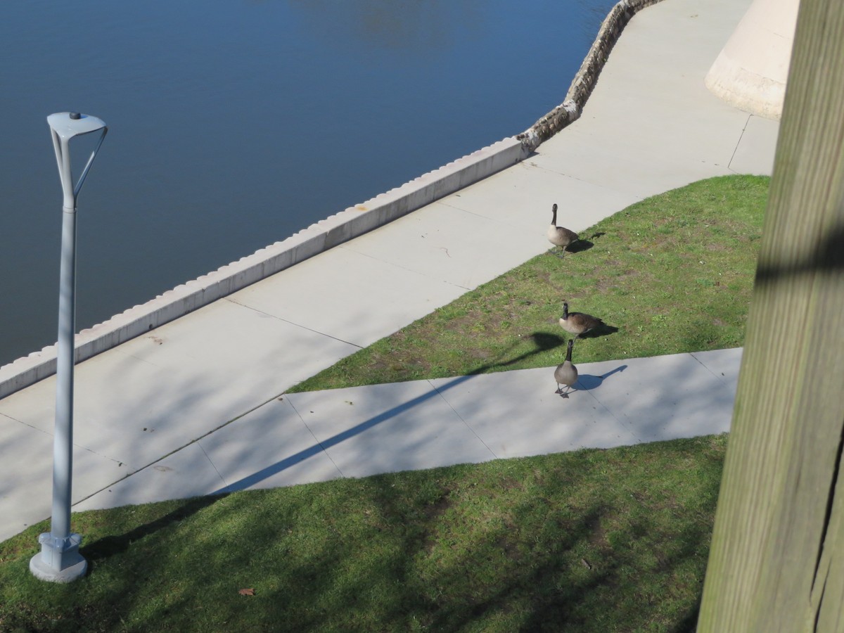 Canada Goose - ML618405788