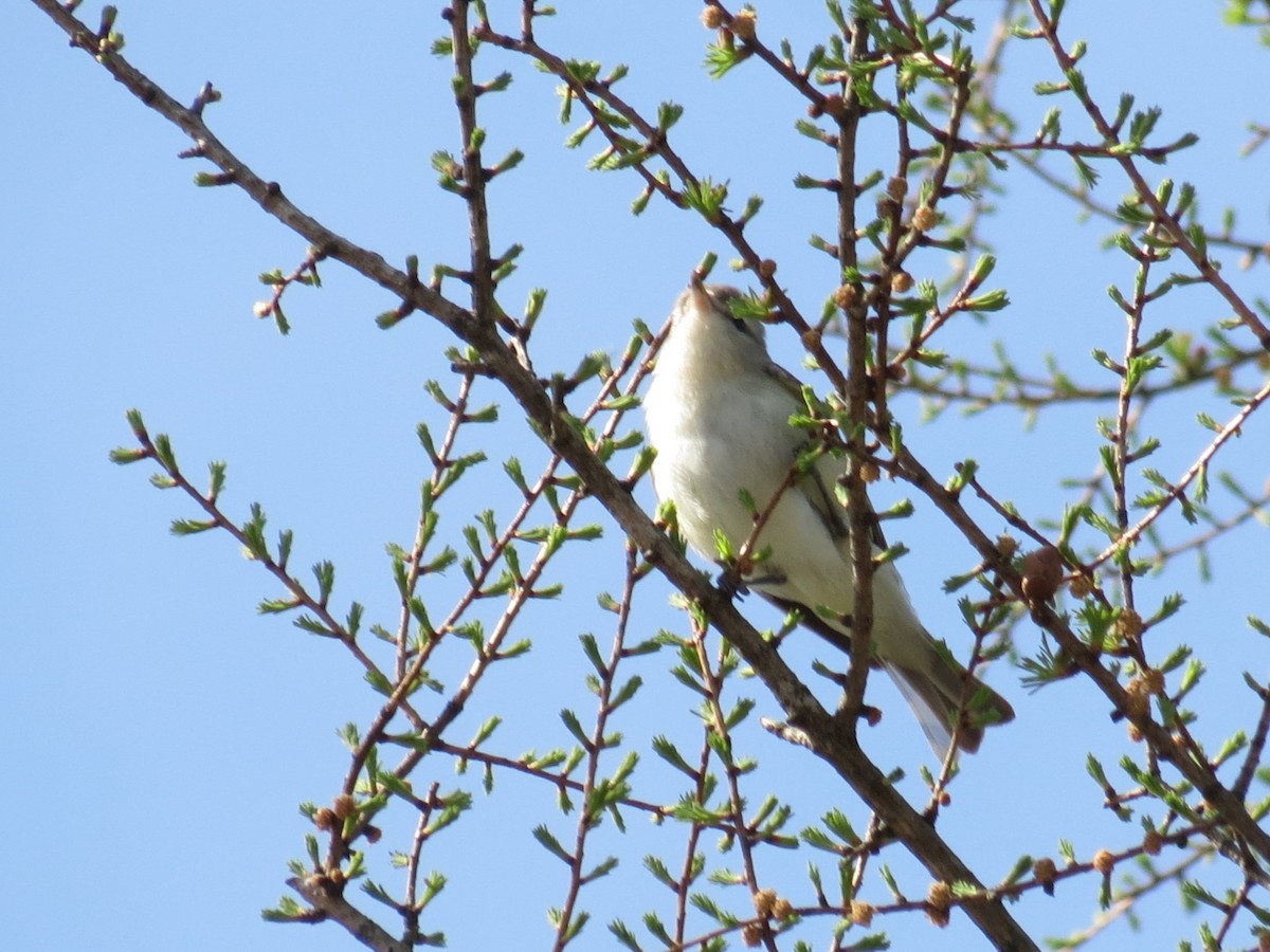 Warbling Vireo - ML618405799