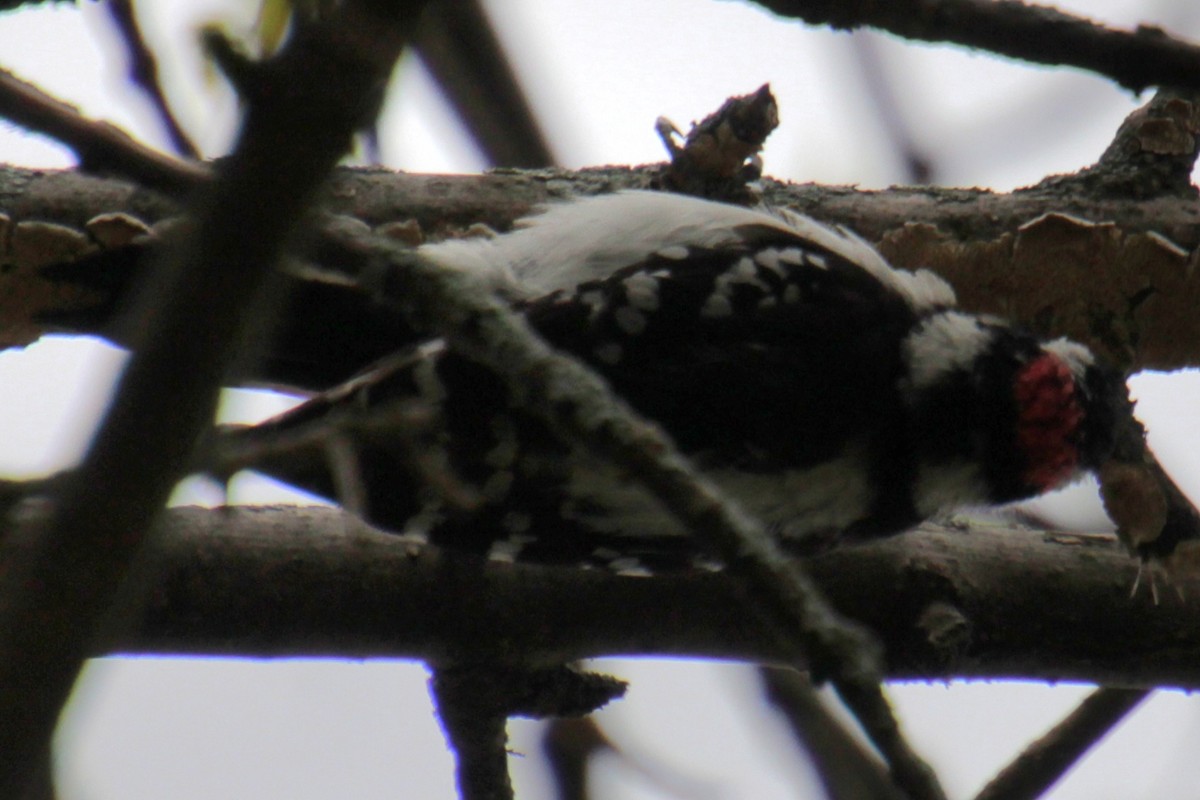 Downy Woodpecker (Eastern) - Samuel Harris