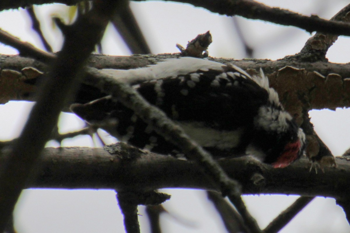 Downy Woodpecker (Eastern) - Samuel Harris