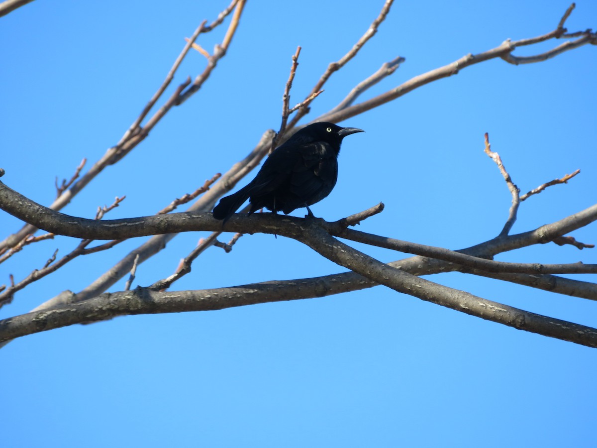 Common Grackle - ML618405802