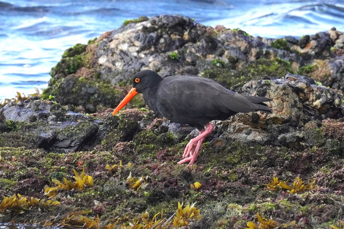 Sooty Oystercatcher - ML618405815