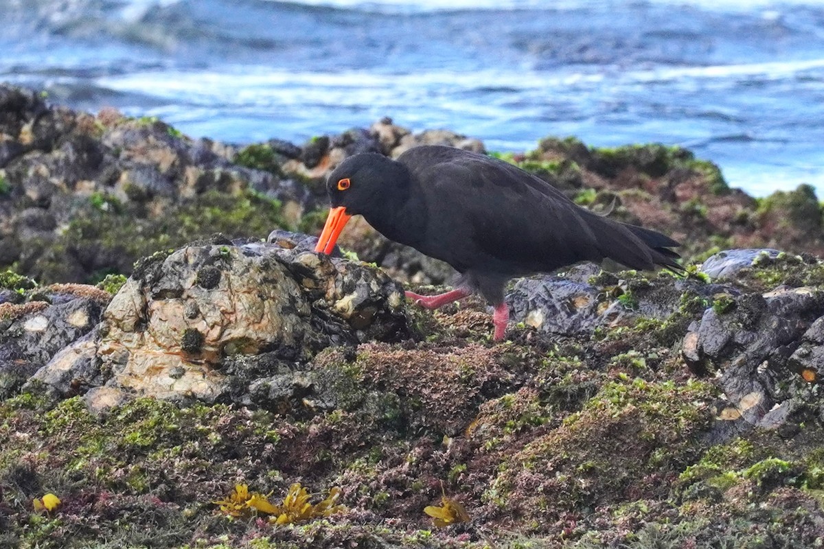 Sooty Oystercatcher - ML618405816