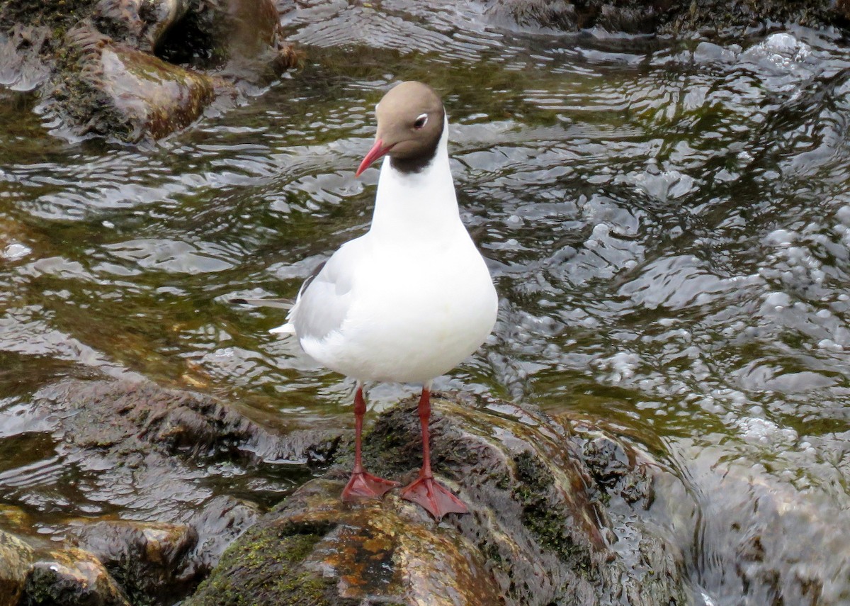 Black-headed Gull - ML618405849