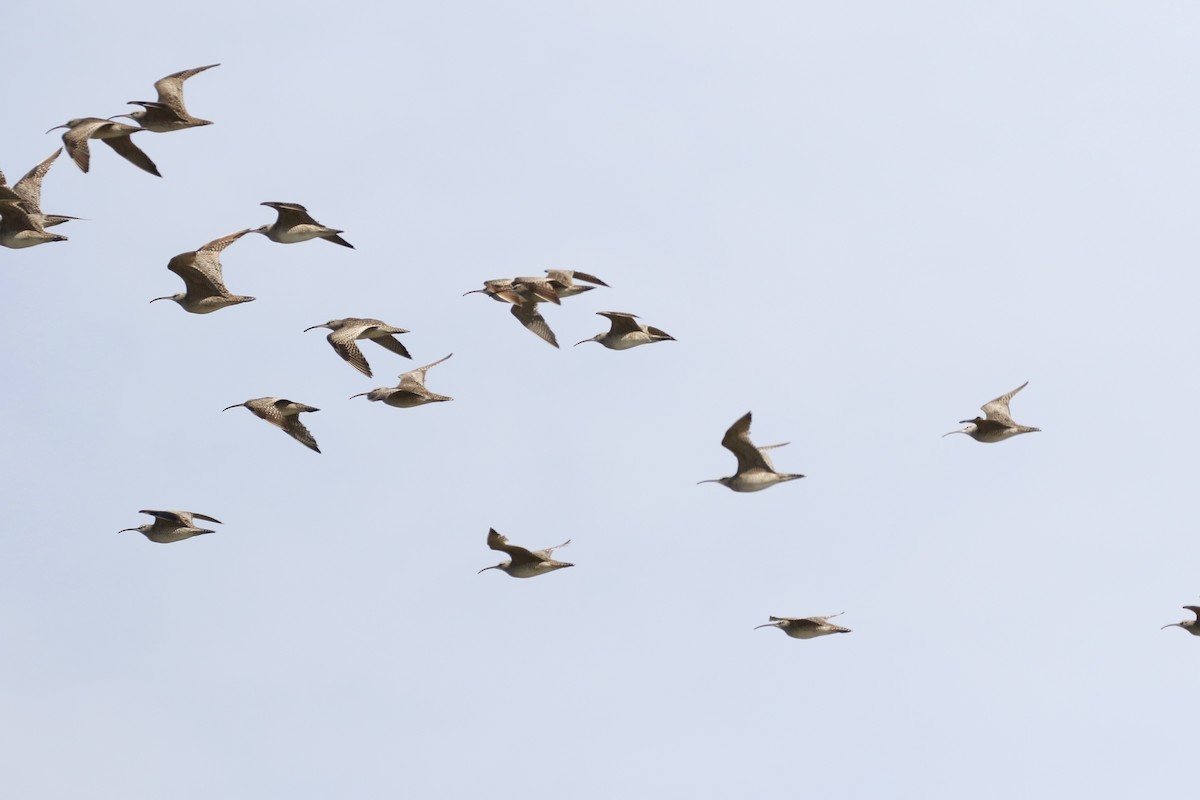 Whimbrel - Aaron David