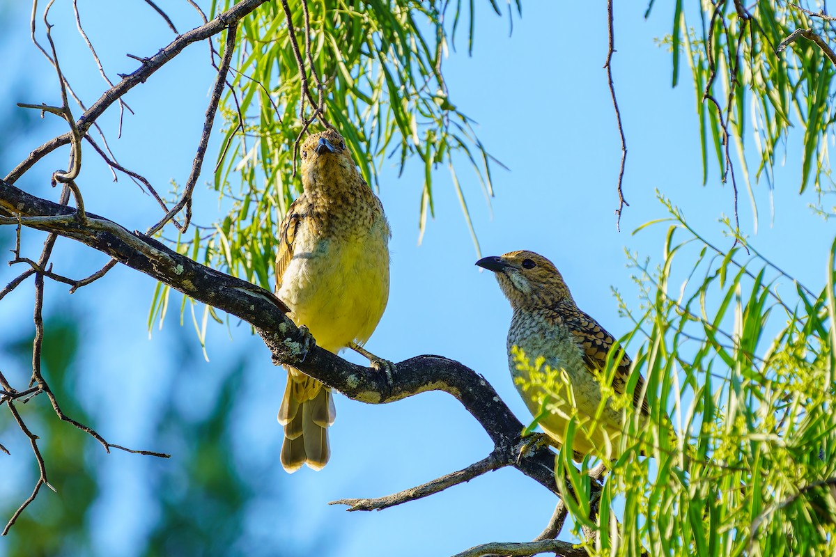 Spotted Bowerbird - ML618405871