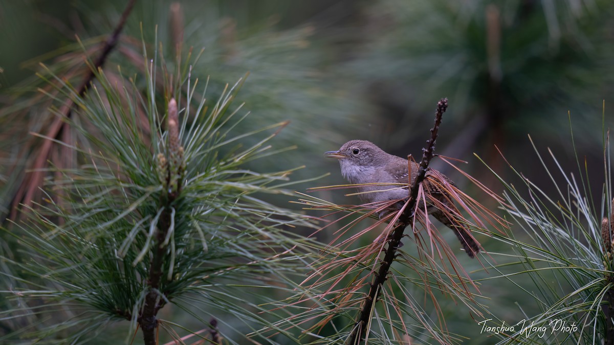 House Wren - Tianshuo Wang