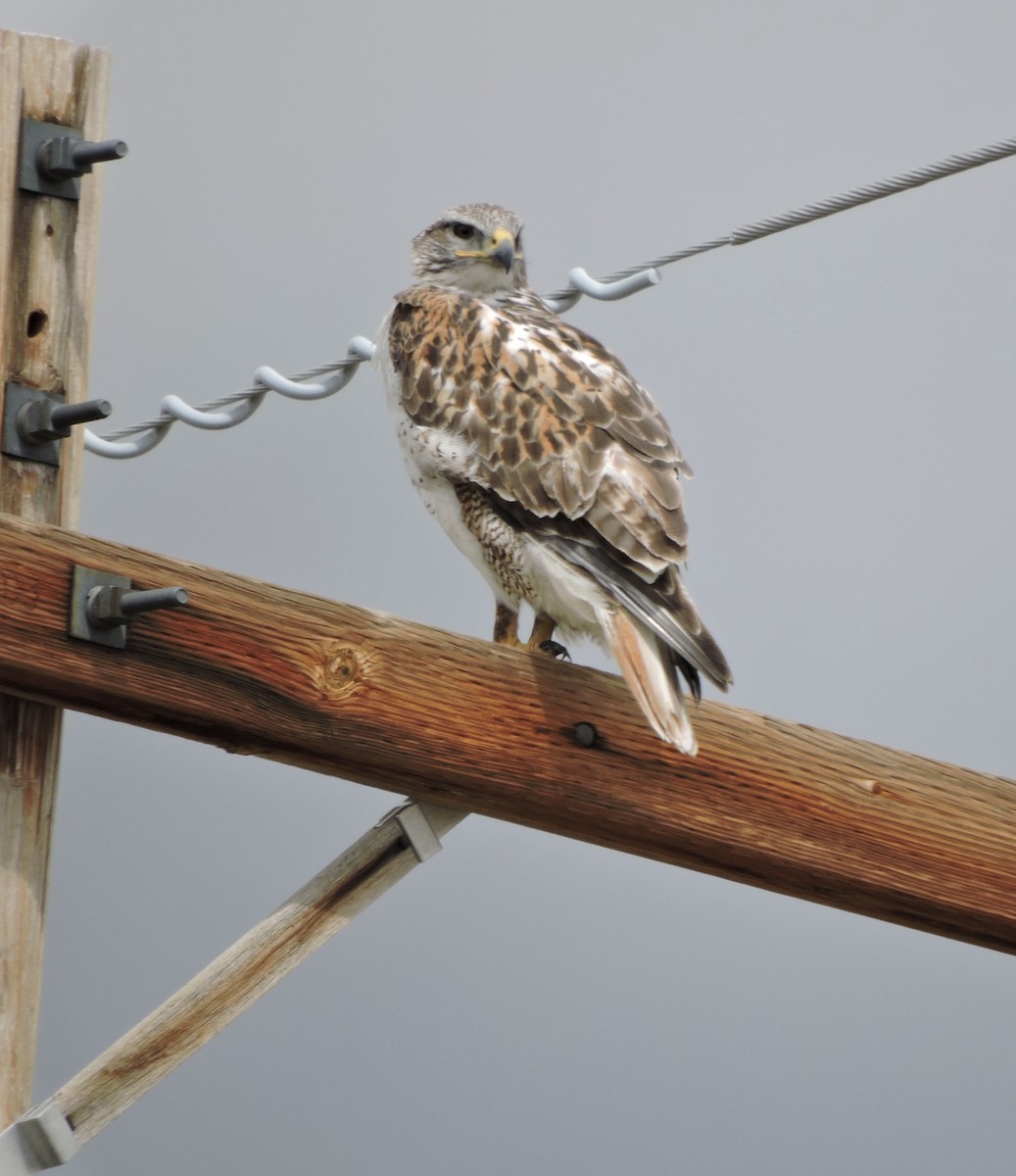 Ferruginous Hawk - ML618405960