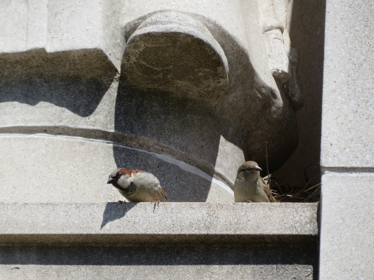 House Sparrow - ML618405964