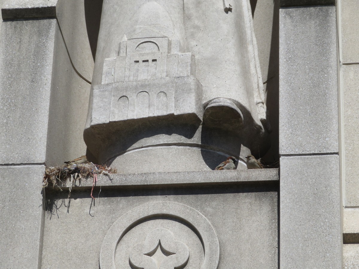 House Sparrow - ML618405965