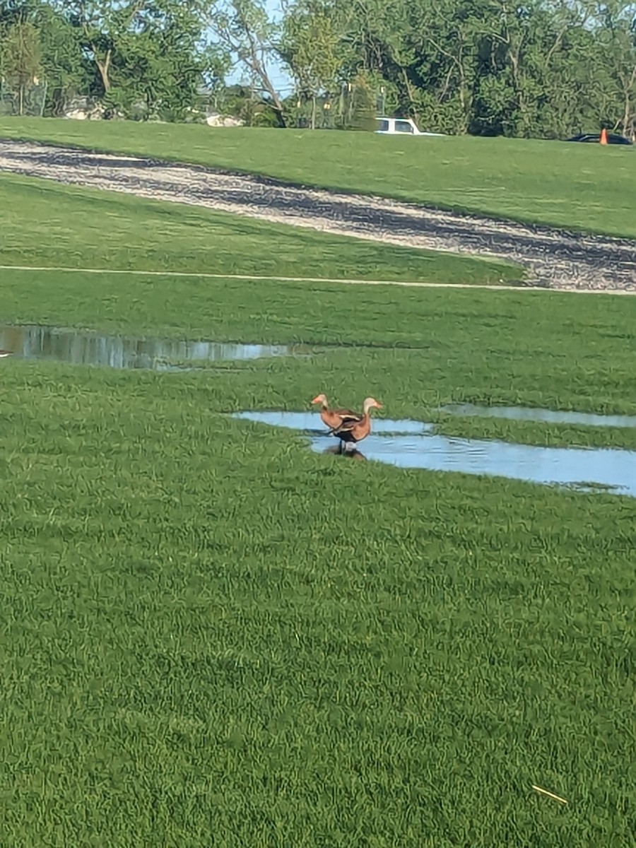 Black-bellied Whistling-Duck - ML618405998