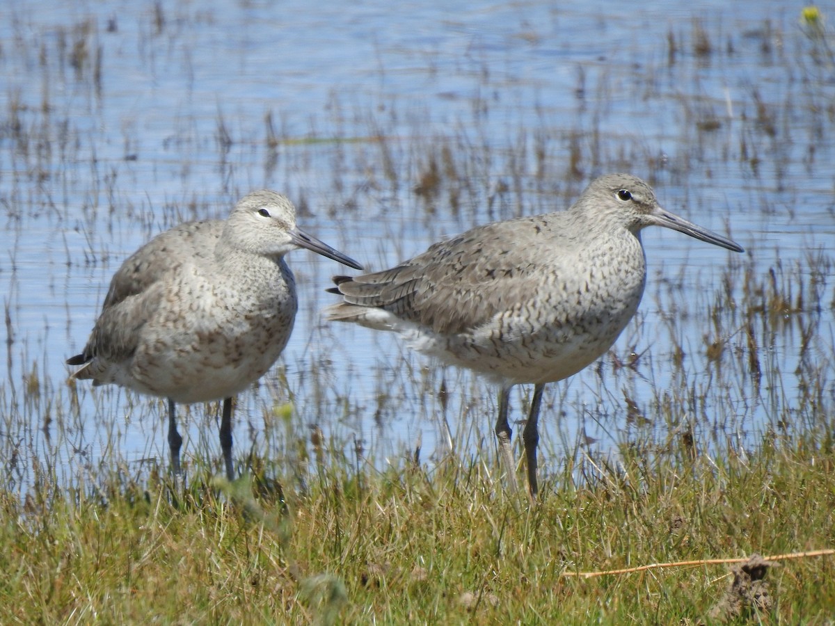 willetsnipe (inornata) - ML618406001