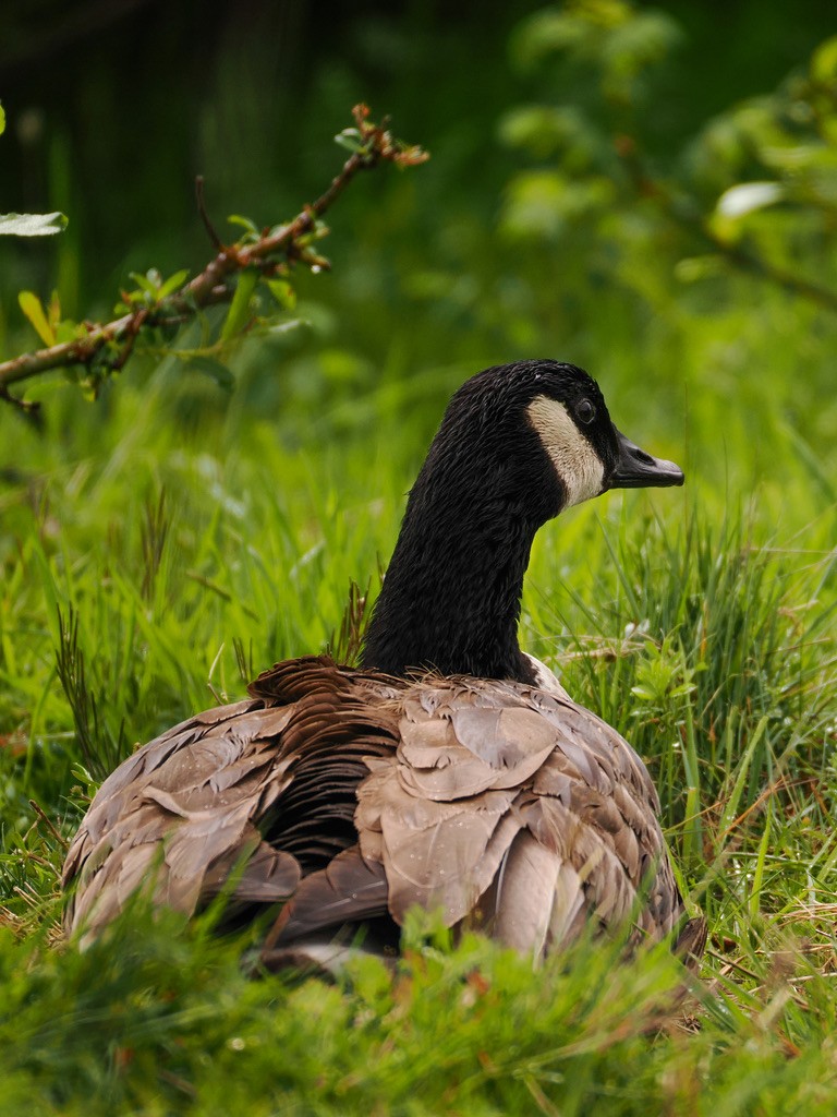 Canada Goose - Britta Anson